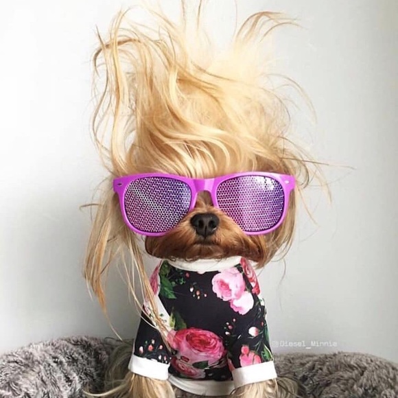 Meet The Posher! - Picture 3 of 3